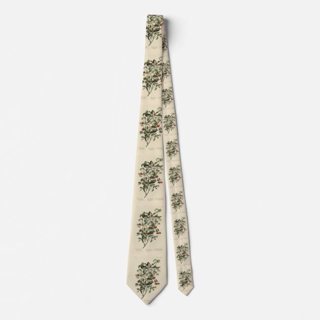Hermit, Other Warblers, Audubon's Birds of America Neck Tie (Front)