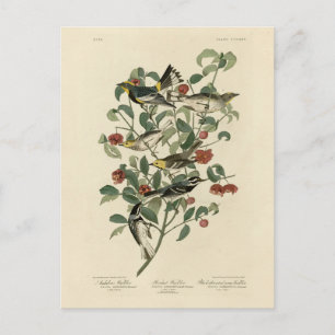 Hermit, Other Warblers, Audubon's Birds of America Postcard