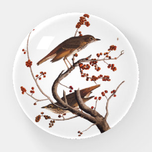 Hermit Thrush Audubon Bird with Red Berries Paperweight