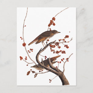 Hermit Thrush Audubon Bird with Red Berries Postcard
