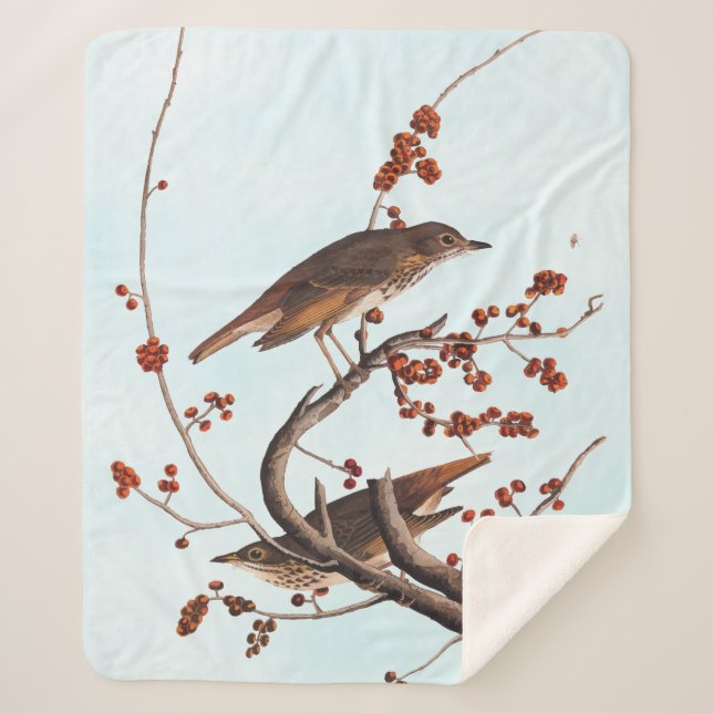 Hermit Thrush Audubon Bird with Red Berries Sherpa Blanket (Front)