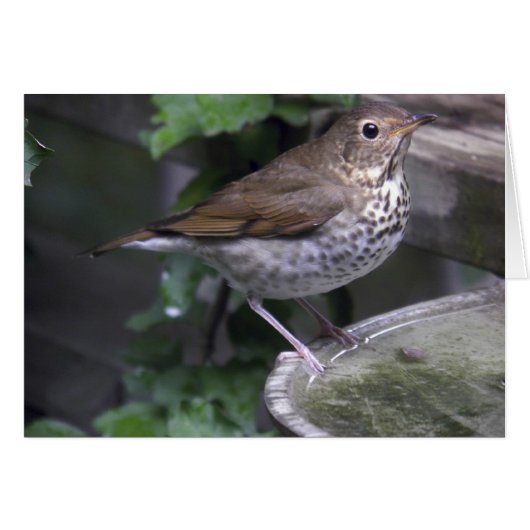 Hermit Thrush Cards (Front Horizontal)