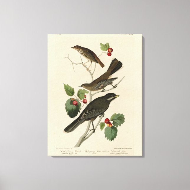 Hermit Thrush, Gray Jay Audubon's Birds of America Canvas Print (Front)