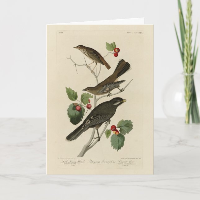 Hermit Thrush, Gray Jay Audubon's Birds of America Card (Front)