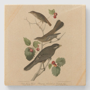 Hermit Thrush, Gray Jay Audubon's Birds of America Stone Coaster