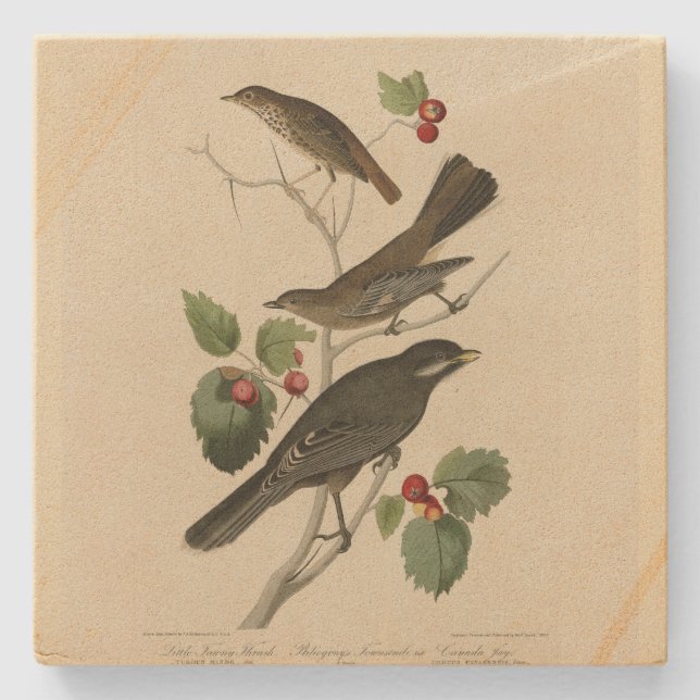 Hermit Thrush, Gray Jay Audubon's Birds of America Stone Coaster (Front)