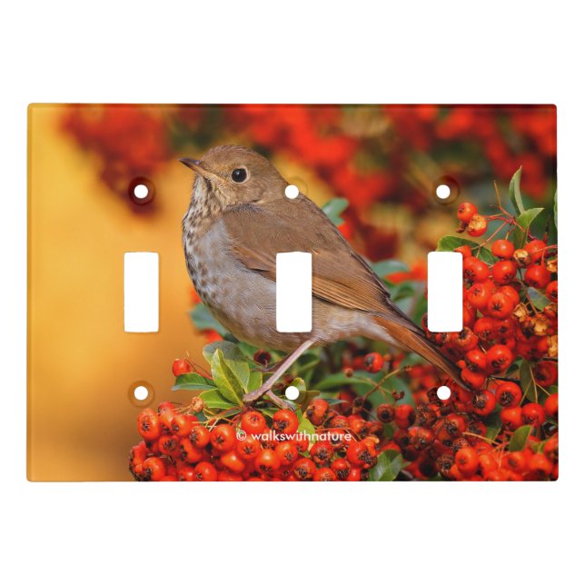 Hermit Thrush Songbird on Scarlet Firethorn Light Switch Cover (Front)
