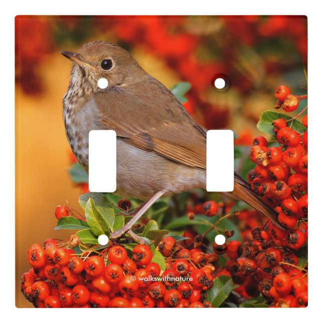 Hermit Thrush Songbird on Scarlet Firethorn Light Switch Cover (Front)