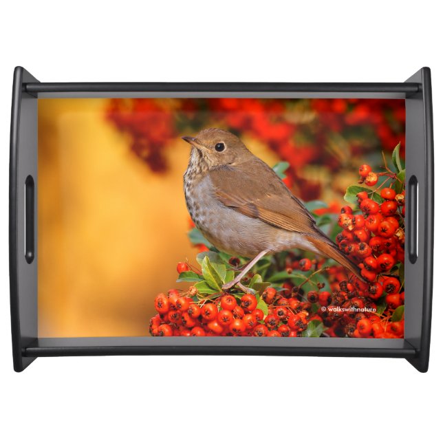 Hermit Thrush Songbird on Scarlet Firethorn Serving Tray (Front)