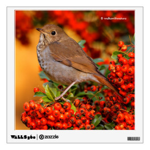 Hermit Thrush Songbird on Scarlet Firethorn Wall Decal