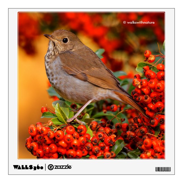 Hermit Thrush Songbird on Scarlet Firethorn Wall Decal (Front)