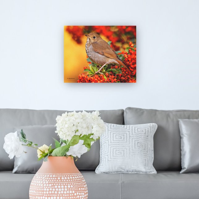 Hermit Thrush Songbird on the Scarlet Firethorn Canvas Print (Stunning Hermit Thrush Songbird in the Pyracantha Canvas Wrap Cover Photo.)