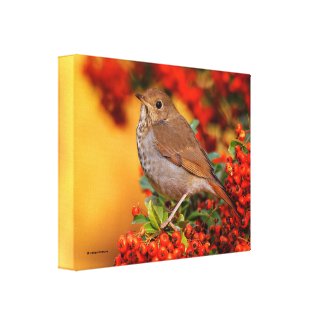 Hermit Thrush Songbird on the Scarlet Firethorn