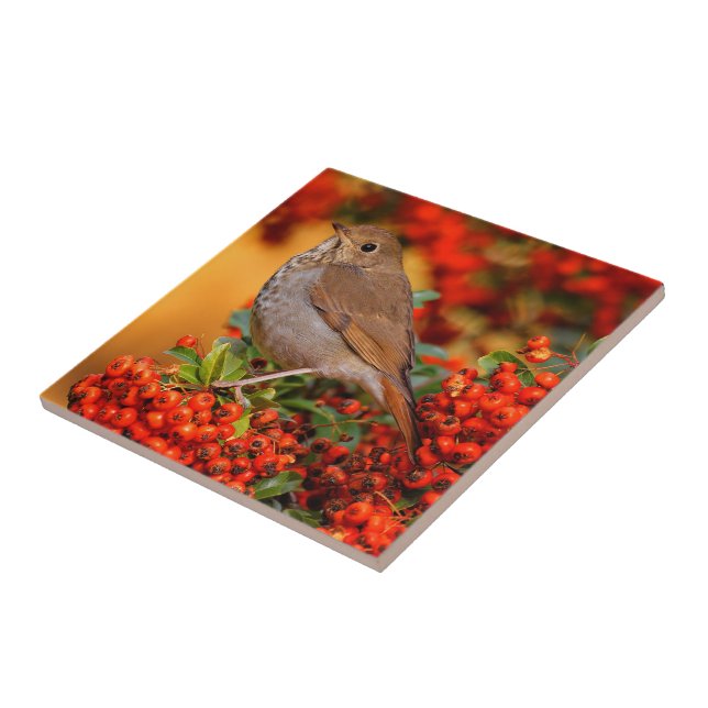 Hermit Thrush Songbird on the Scarlet Firethorn Ceramic Tile (Side)