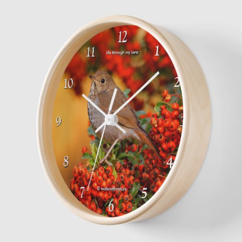 Hermit Thrush Songbird on the Scarlet Firethorn Clock