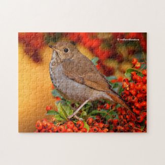Hermit Thrush Songbird on the Scarlet Firethorn