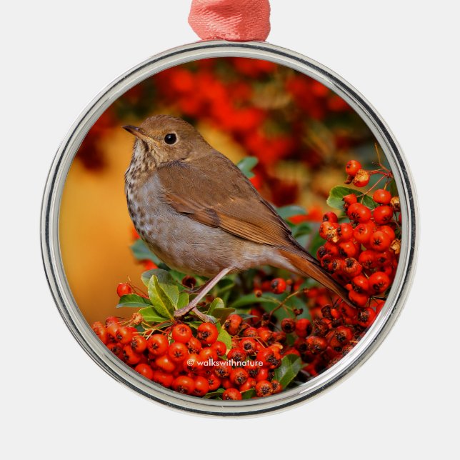 Hermit Thrush Songbird on the Scarlet Firethorn Metal Ornament (Front)