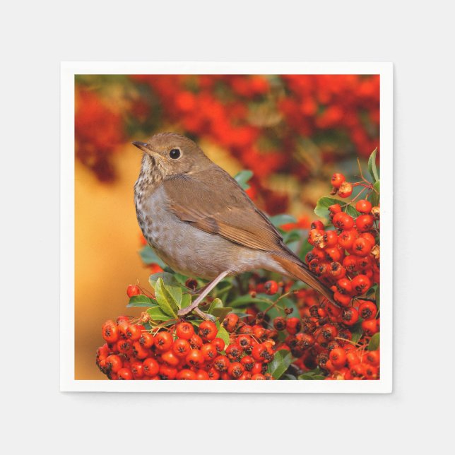 Hermit Thrush Songbird on the Scarlet Firethorn Napkins (Front)