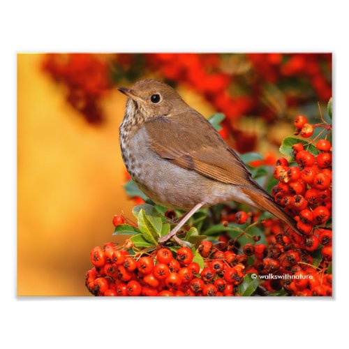 Hermit Thrush Songbird on the Scarlet Firethorn Photo Print