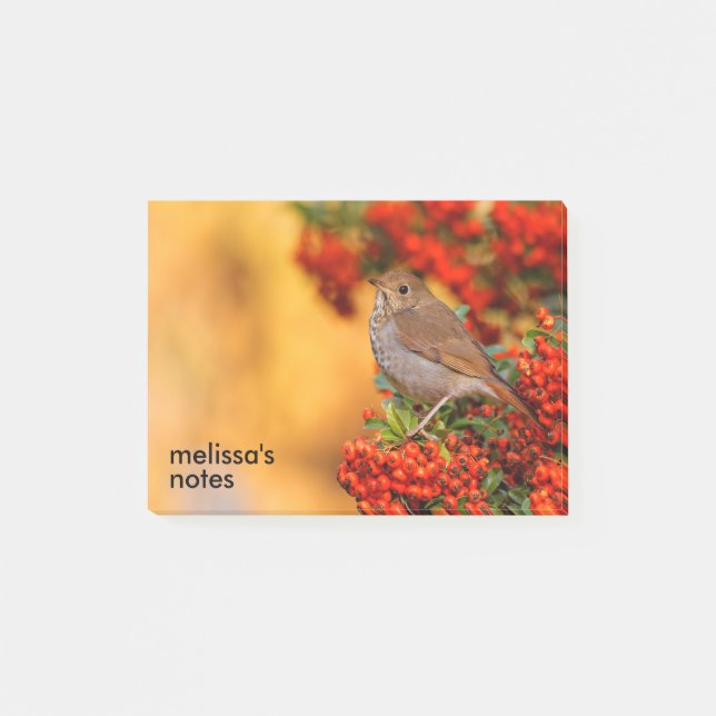 Hermit Thrush Songbird on the Scarlet Firethorn Post-it Notes (Front)