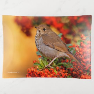 Hermit Thrush Songbird on the Scarlet Firethorn Trinket Tray