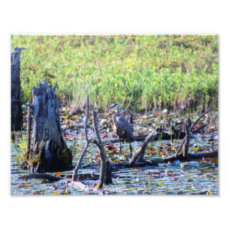 Heron 6467 photo print