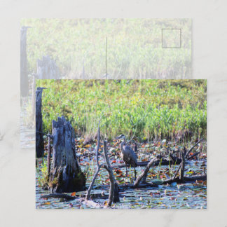 Heron 6467 postcard