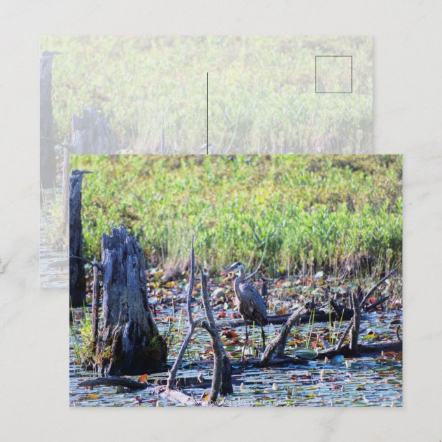 Heron 6467 postcard (Front/Back)