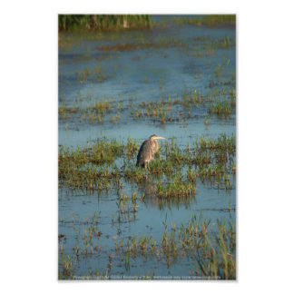 Heron 6937 photo print