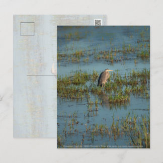 Heron 6937 postcard