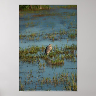 Heron 6937 poster