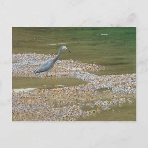 Heron and baby crabs Narooma Australia Postcard