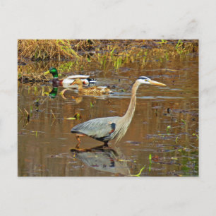 Heron and Mallards Postcard