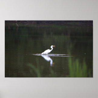 Heron Bird on Water Poster