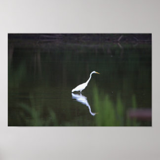 Heron Bird on Water Poster