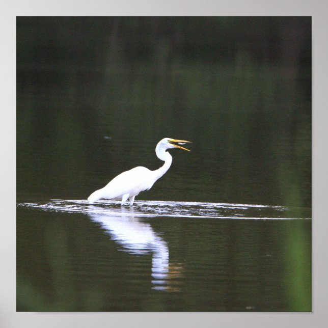 Heron Bird on Water Poster (Front)