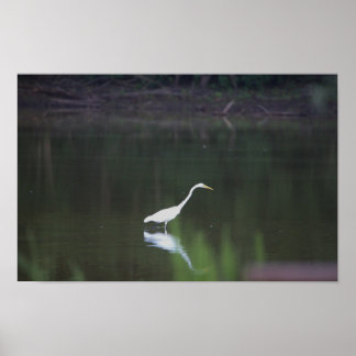Heron Bird on Water Poster