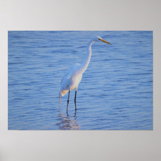 Heron Bird Photo Poster