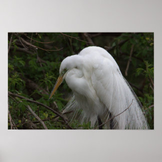 Heron Bird Poster