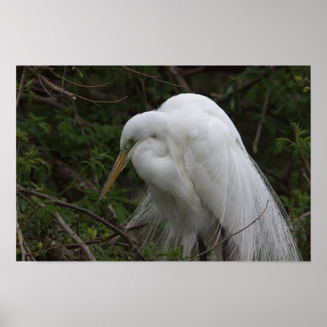 Heron Bird Poster (Front)