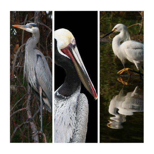 Heron Brown Pelican Egret Wildlife Triptych