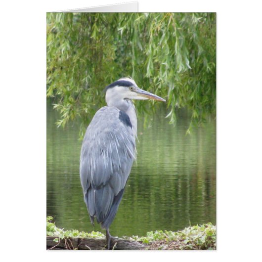 Heron by a lake Card (Front)