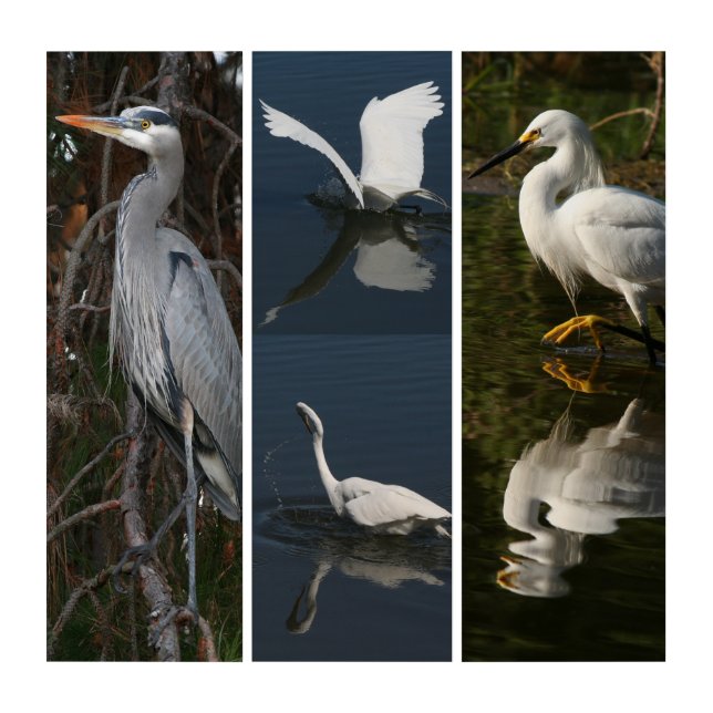 Heron Egret Birds Wildlife Animal Triptych (Front)