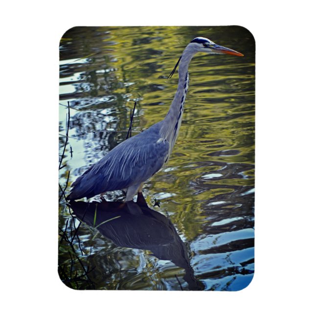 Heron Feeding in the Pond at RHS Wisley, UK Magnet (Vertical)