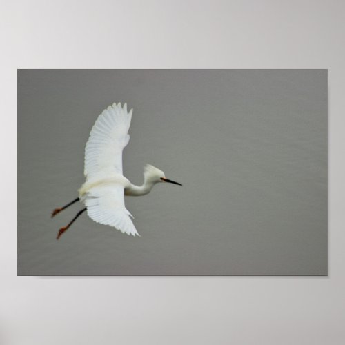 Heron Flying Photo Poster