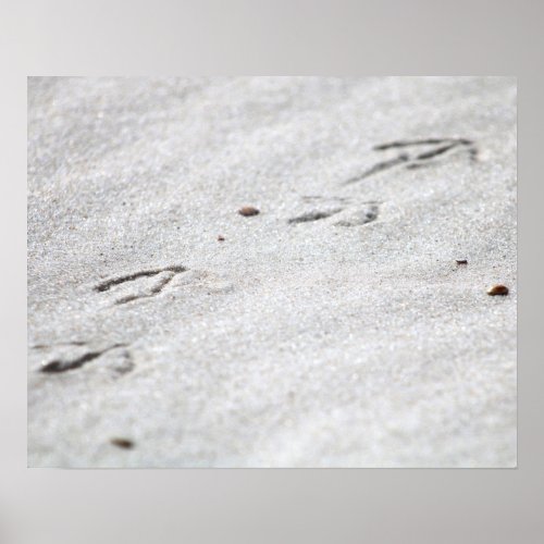 Heron Footprints in the Sand Color 16x20  Poster