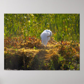 Heron Grooming Photo Poster