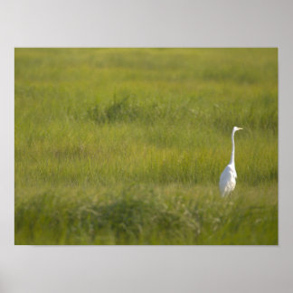 Heron in a Field Poster