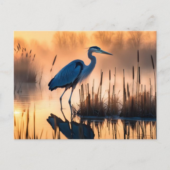 Heron in a Misty Marsh at Sunrise Postcard (Front)