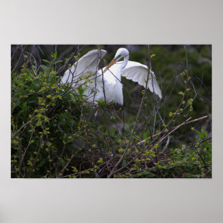 Heron in Nest Poster